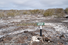 Galapagos-Natur6.jpg